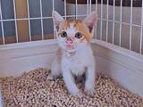「アスファルトで火傷した瀕死の子猫　先住猫の「にゃーお！」で無事に保護　10カ月で体重6kgのビッグでやんちゃな“弟猫”に成長」の画像1