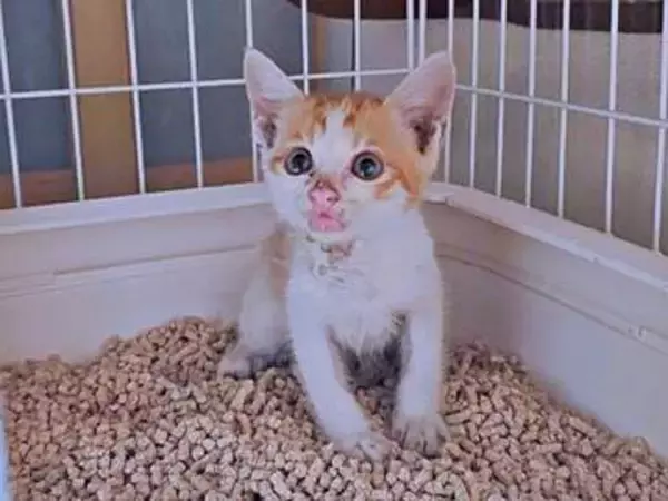 アスファルトで火傷した瀕死の子猫　先住猫の「にゃーお！」で無事に保護　10カ月で体重6kgのビッグでやんちゃな“弟猫”に成長