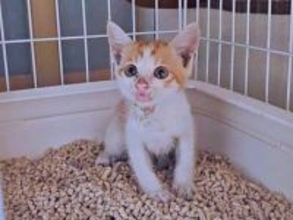 アスファルトで火傷した瀕死の子猫　先住猫の「にゃーお！」で無事に保護　10カ月で体重6kgのビッグでやんちゃな“弟猫”に成長