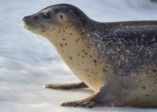 アザラシがフンフン腹筋→今度は、飼育員の足を押さえると…可愛い行動に！