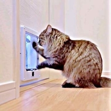 シャッシャッシャ！元保護猫が一生懸命にキャットドア磨き　「丁寧な暮らし」「職人の魂と技を感じますネ」と反響　不思議な行動の理由は
