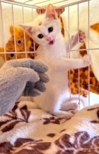 「怖かった“大きな手”が、安心に変わるまで」頭に傷を負った子猫が心を開いた瞬間とは？