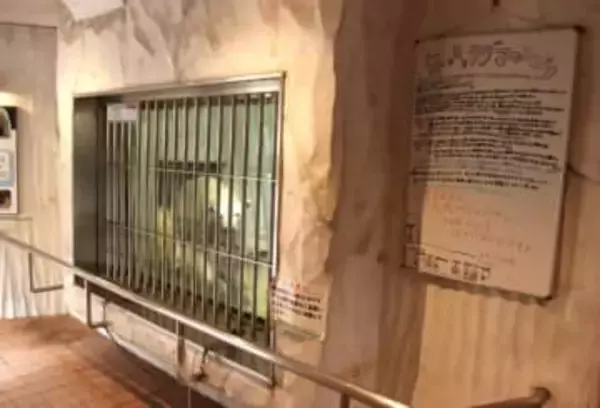 ホワイトボードに手書きでみっちり…動物園のホッキョクグマ担当　飼育の試行錯誤をストレートにつづる思いとは