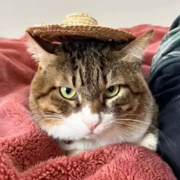 警察沙汰「外の多頭飼育崩壊」から救出　喧嘩で傷だらけ、猫エイズキャリアの大きな顔の猫に「家族」ができた　50代夫婦が一目惚れ