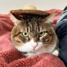 警察沙汰「外の多頭飼育崩壊」から救出　喧嘩で傷だらけ、猫エイズキャリアの大きな顔の猫に「家族」ができた　50代夫婦が一目惚れ