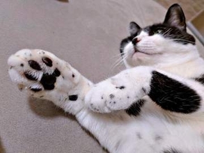 「前足がごま塩みたい」獣医のひと言で気づいた猫の個性　白い毛に黒い点々…「クッキーアンドクリーム」の声