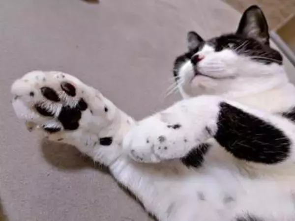 「前足がごま塩みたい」獣医のひと言で気づいた猫の個性　白い毛に黒い点々…「クッキーアンドクリーム」の声