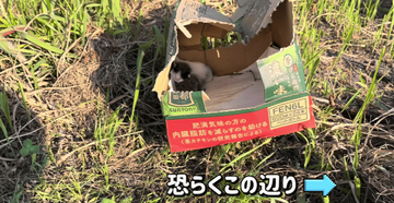 「まだいる！」草むらに響いたかすかな鳴き声　まだ目も開いていない子猫が入った段ボール　立ち去ろうとして聞こえた命の叫び