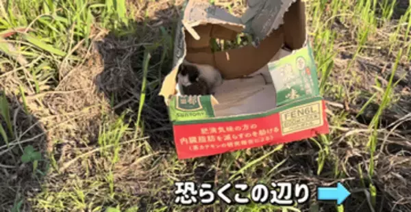 「まだいる！」草むらに響いたかすかな鳴き声　まだ目も開いていない子猫が入った段ボール　立ち去ろうとして聞こえた命の叫び