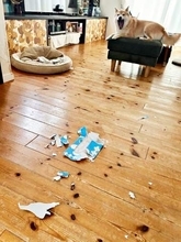 「反省とかないです」柴犬、ティッシュ箱ビリビリ散乱の犯行現場で高みの見物　悪びれない態度に「あるのは達成感」「許しちゃうよね」