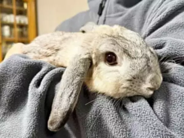 ママ抱っこ→パパ抱っこでうさぎの態度が激変！ 「別うさぎレベル」「すごく不服そう」