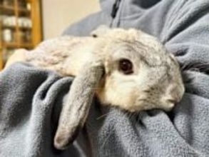 ママ抱っこ→パパ抱っこでうさぎの態度が激変！ 「別うさぎレベル」「すごく不服そう」