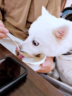 ホテルのご飯がおいしすぎて！？　目をひんむいた犬の姿に「いいね」1万件超　頬張る姿に飼い主もホッ「目にも止まらぬ速さでした」