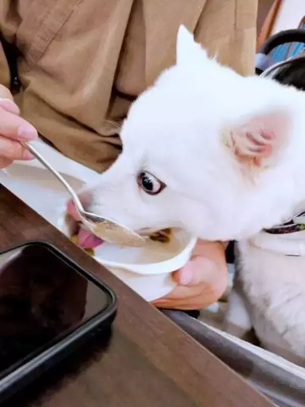 ホテルのご飯がおいしすぎて！？　目をひんむいた犬の姿に「いいね」1万件超　頬張る姿に飼い主もホッ「目にも止まらぬ速さでした」