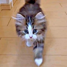「連続で10回ぐらいやらされた」飼い主を驚かせたい子猫、全力で挑む遊び　「お茶目でかわいすぎる」「なんて愛くるしい」