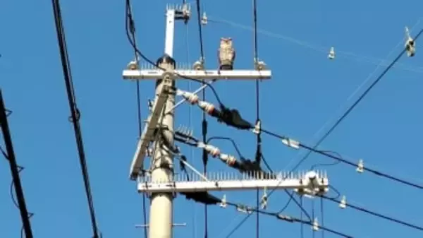電柱のてっぺんから、ずっと見つめられている……　奈良の街角で見つけた「模造品」、あんな場所に設置していいの？　その意味は？