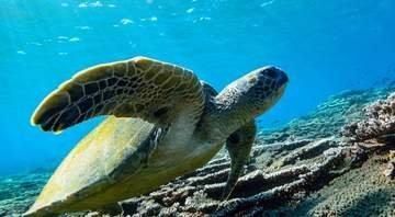 カメのヒレは手なの？肘なの？肩？？道の駅ウミガメ公園の意外すぎる図解イラスト回答「すごい！」