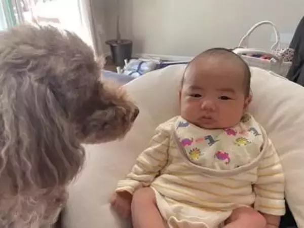 生後1カ月の赤ちゃんがスヤスヤ…見守る13歳シニア犬が突然「ワンッ！」　泣き出したと思ったら…「ふたりとも可愛い♡」「そのうち一緒に遊べるよ！」