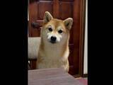 「柴犬、大好物のゆで卵が欲しくて「たまご、あるー！」とおしゃべり　「お利口さん」「催促の仕方が可愛すぎです！」」の画像1