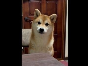 柴犬、大好物のゆで卵が欲しくて「たまご、あるー！」とおしゃべり　「お利口さん」「催促の仕方がかわいすぎです！」