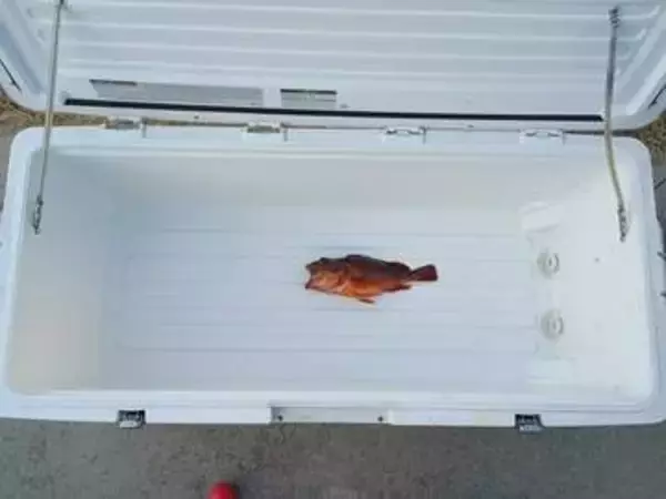 寒ブリ大漁を期待して65Lクーラー2個用意した結果……まさかの釣果に「あるあるですね」「仲間がいてうれしい」