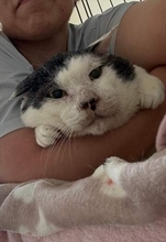 ボロボロで不細工なおじいちゃん猫に一目惚れ　エイズだし手がかかるけど…おうちで暮らすと「おじ猫」だって可愛くなったよ！