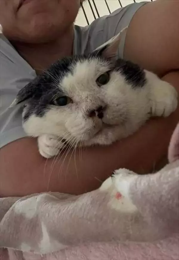 ボロボロで不細工なおじいちゃん猫に一目惚れ　エイズだし手がかかるけど…おうちで暮らすと「おじ猫」だって可愛くなったよ！