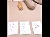 「子猫の「名前決めチャレンジ」ツナ、うに、シャケのどれ……？一目散にドーン！「決め方かわいすぎ」「迷いがない」「駆け抜けましたね」」の画像1