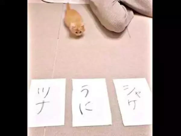 子猫の「名前決めチャレンジ」ツナ、うに、シャケのどれ……？一目散にドーン！「決め方かわいすぎ」「迷いがない」「駆け抜けましたね」