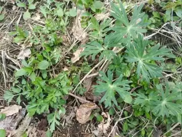 ヨモギの横に生える毒草、知らずに摘んだら毒餅に？　重なる生息域、似ている外見…不幸な事故も