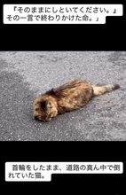 「そのままにしといてください」道路で動けない猫を前に返された一言…　懸命に生きようとした4日間　「命の重さはみんな同じ」保護団体代表の訴え