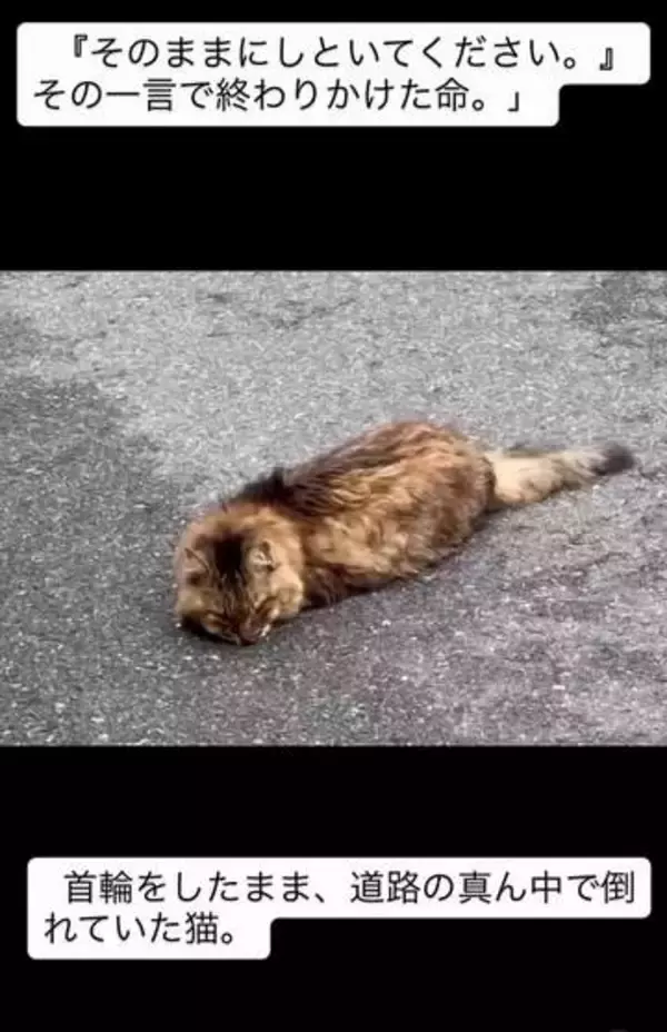 「そのままにしといてください」道路で動けない猫を前に返された一言…　懸命に生きようとした4日間　「命の重さはみんな同じ」保護団体代表の訴え