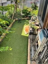 日向が動くと柴犬も……陽光が当たるポイントにすっぽり収まる姿が気持ちよさそう　「器用ですね」「プロフェッショナルワン」