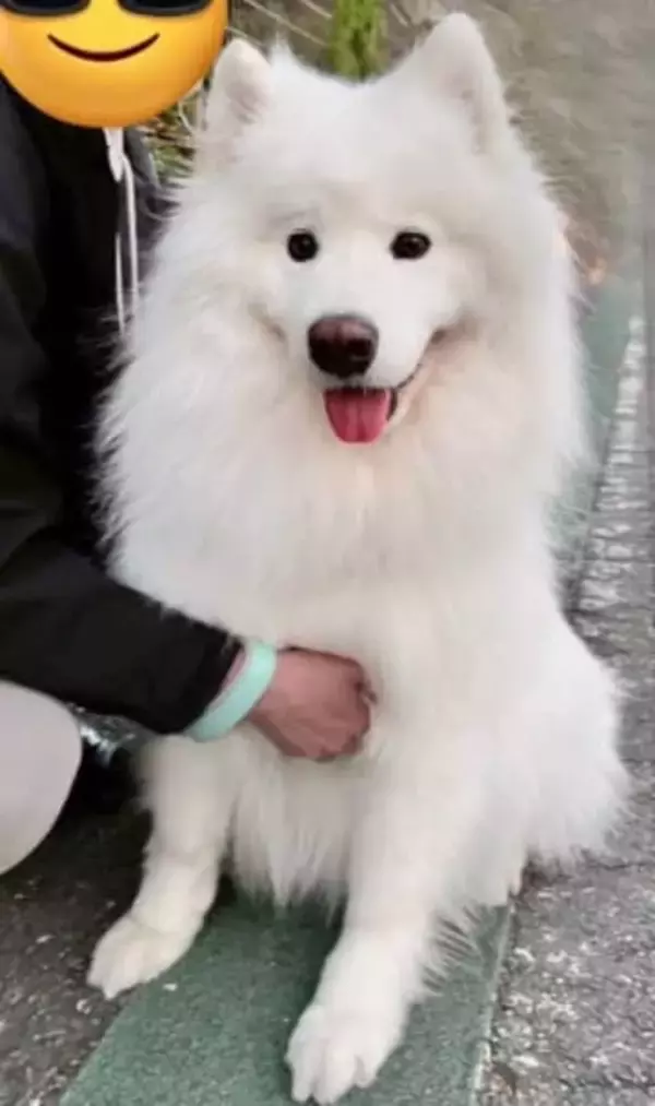 下校中の女子中学生が熱狂した「アイドル」の正体に驚き！「これは騒がれても仕方ないルックス」「可愛くてご〜め〜ん♪」