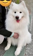 下校中の女子中学生が熱狂した「アイドル」の正体に驚き！「これは騒がれても仕方ないルックス」「可愛くてご〜め〜ん♪」