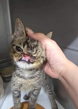 顔に深い傷を負った子猫　命の危険も「生きたいよね」にゴロゴロ…獣医も驚く奇跡の回復力