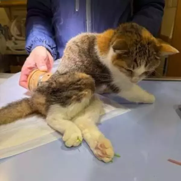 シニア犬、シニア猫にお灸をおすすめする理由　冷えがある子を体の芯から温める　自宅で続けやすい棒灸のやり方と注意点