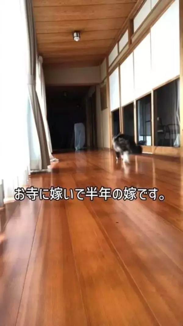 「ストーカー猫さんたち」が毎朝トコトコ　お寺に嫁いだ女性の後を追う2匹に2.4万いいね「最高じゃん」「うらやましい」
