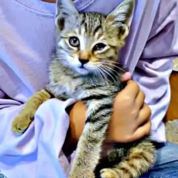 車のボンネットから救われた子猫、恐怖でブルブル「こんなに震えるの…？」3日がかりの救出劇から1年後→ゴロゴロが止まらない甘えん坊に