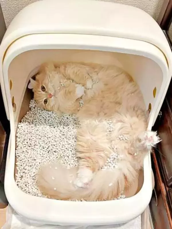 「トイレの使い方間違いすぎだよ」猫砂まみれで仰向けに　大胆すぎる寝姿に「完全にベッド」「かわいいから許せちゃう」4.4万いいね