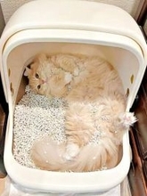 「トイレの使い方間違いすぎだよ」猫砂まみれで仰向けに　大胆すぎる寝姿に「完全にベッド」「かわいいから許せちゃう」4.4万いいね