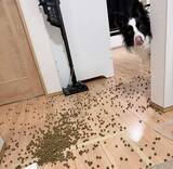 「床にフードをぶちまけた飼い主に、食べていいですか？と「準備万端な犬」さん、この後どうなった？」の画像1