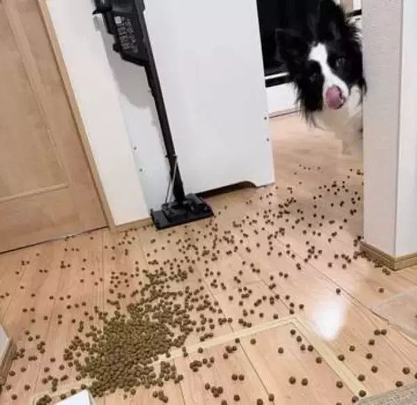 床にフードをぶちまけた飼い主に、食べていいですか？と「準備万端な犬」さん、この後どうなった？