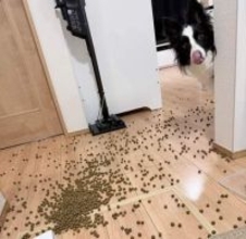 床にフードをぶちまけた飼い主に、食べていいですか？と「準備万端な犬」さん、この後どうなった？