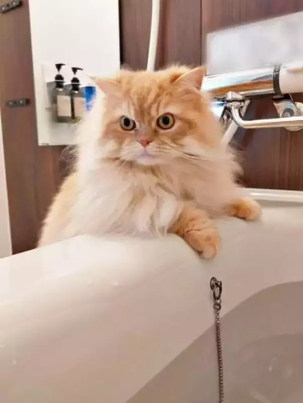 「水に浸かるなんて正気か？」入浴中の飼い主を見つめる猫　“無事確認”する姿に「かわいいね」「信じられないものを見ているお顔」