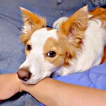 飼い主がなでる手を止めると…甘えん坊な犬が「抗議」のパンチ 「気持ちよかったんやな」「想像以上に殴ってて草」「愛の鉄拳制裁」