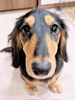 犬さん、習いたての「バーン」にぎこちなく反応　「えっと、こうだっけ…？」ゴロンと倒れる姿に「可愛すぎる」「たまらん」「お利口さん」