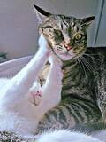 「「暑いからイヤ！」くっつきたい弟猫をつっぱねる姉猫の必死な顔に1.6万いいね「仁義なき戦い」「切ない」「片想い」」の画像1