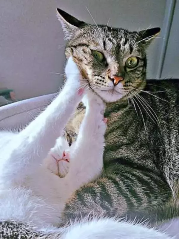 「暑いからイヤ！」くっつきたい弟猫をつっぱねる姉猫の必死な顔に1.6万いいね「仁義なき戦い」「切ない」「片想い」