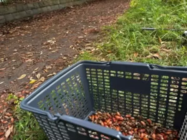 45歳男性、どんぐり拾って生計立てるとは……！？　想定外の理由に驚き「売れるんですか」「仕事に貴賤はない！」